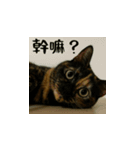 小花達と猫ライフ(台湾華語）（個別スタンプ：6）