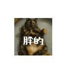 小花達と猫ライフ(台湾華語）（個別スタンプ：7）