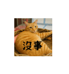小花達と猫ライフ(台湾華語）（個別スタンプ：8）