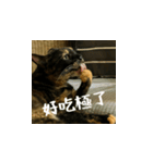 小花達と猫ライフ(台湾華語）（個別スタンプ：10）