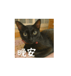 小花達と猫ライフ(台湾華語）（個別スタンプ：12）