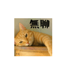 小花達と猫ライフ(台湾華語）（個別スタンプ：13）