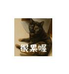 小花達と猫ライフ(台湾華語）（個別スタンプ：16）