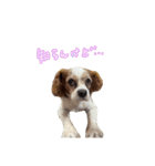 ミックスこまめちくわ（個別スタンプ：17）