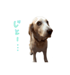 ミックスこまめちくわ（個別スタンプ：21）