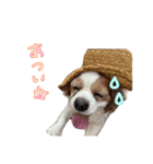 ミックスこまめちくわ（個別スタンプ：22）