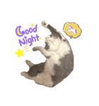 ねこすたんぷ_cat（個別スタンプ：1）