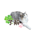 ねこすたんぷ_cat（個別スタンプ：2）