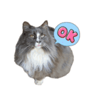 ねこすたんぷ_cat（個別スタンプ：3）