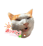 ねこすたんぷ_cat（個別スタンプ：4）