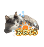 ねこすたんぷ_cat（個別スタンプ：6）
