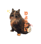 ねこすたんぷ_cat（個別スタンプ：7）