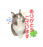 ねこすたんぷ_cat（個別スタンプ：9）