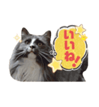 ねこすたんぷ_cat（個別スタンプ：10）