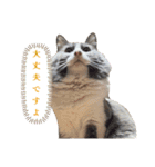 ねこすたんぷ_cat（個別スタンプ：12）
