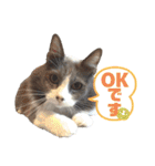 ねこすたんぷ_cat（個別スタンプ：13）
