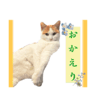 ねこすたんぷ_cat（個別スタンプ：14）