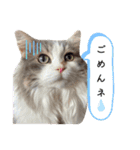 ねこすたんぷ_cat（個別スタンプ：15）