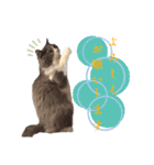 ねこすたんぷ_cat（個別スタンプ：16）