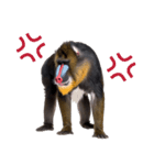 表情ゆたか！マンドリルの日常スタンプ（個別スタンプ：34）