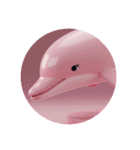 イルカクジラシャチプレミアムカプセルトイ（個別スタンプ：34）