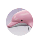 イルカクジラシャチプレミアムカプセルトイ（個別スタンプ：40）