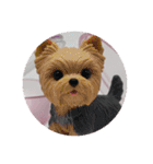 様々な動物のプレミアムセット（個別スタンプ：14）