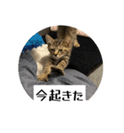 動かないにゃるスタンプ（個別スタンプ：1）