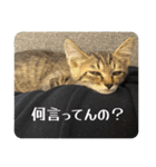 動かないにゃるスタンプ（個別スタンプ：2）