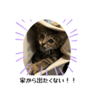 動かないにゃるスタンプ（個別スタンプ：3）