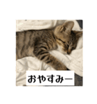 動かないにゃるスタンプ（個別スタンプ：4）