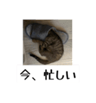 動かないにゃるスタンプ（個別スタンプ：5）