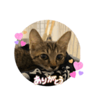 動かないにゃるスタンプ（個別スタンプ：6）