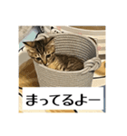 動かないにゃるスタンプ（個別スタンプ：8）