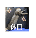 動かないにゃるスタンプ（個別スタンプ：9）