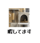 動かないにゃるスタンプ（個別スタンプ：10）