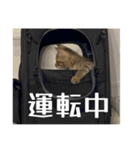動かないにゃるスタンプ（個別スタンプ：12）