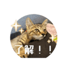 動かないにゃるスタンプ（個別スタンプ：13）
