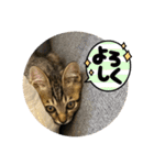 動かないにゃるスタンプ（個別スタンプ：15）