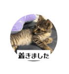 動かないにゃるスタンプ（個別スタンプ：16）