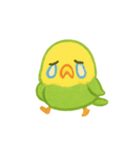 シンプルで伝わる、ゆるい日常インコ（個別スタンプ：11）