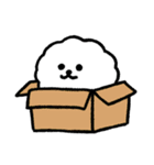 毎日使える？ビションフリーゼ4（個別スタンプ：5）