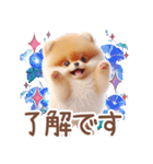 ポメラニアンの夏のよく使う言葉（個別スタンプ：12）