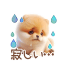 ポメラニアンの夏のよく使う言葉（個別スタンプ：13）