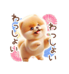 ポメラニアンの夏のよく使う言葉（個別スタンプ：16）