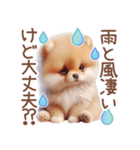ポメラニアンの夏のよく使う言葉（個別スタンプ：19）