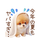 ポメラニアンの夏のよく使う言葉（個別スタンプ：37）