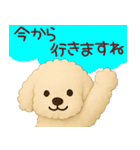 ずっと使えるトイプードルスタンプ【敬語】（個別スタンプ：13）