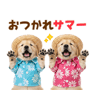 ゴールデンの夏（個別スタンプ：4）