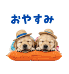 ゴールデンの夏（個別スタンプ：5）